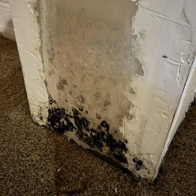Professional Mold Removal in Lapel, IN